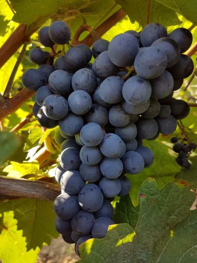 Weingut & Gaestehaus Nagel Kapellen-Drusweiler Dış mekan fotoğraf