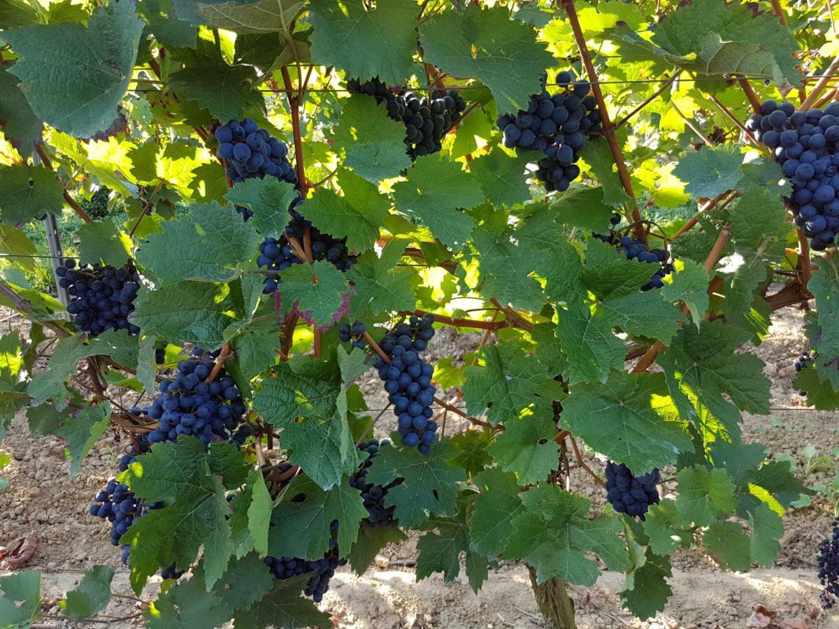 Weingut & Gaestehaus Nagel Kapellen-Drusweiler Dış mekan fotoğraf
