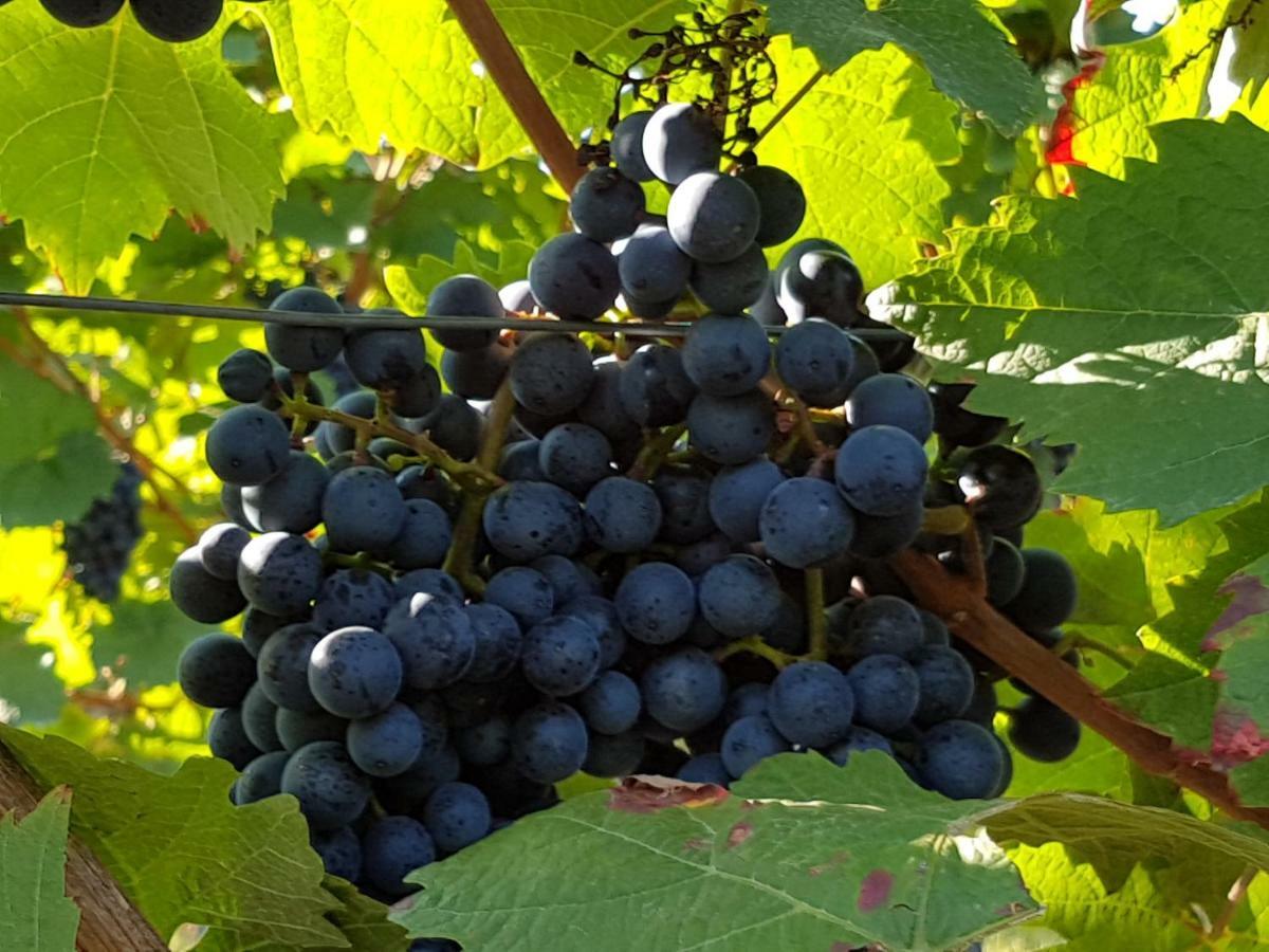 Weingut & Gaestehaus Nagel Kapellen-Drusweiler Dış mekan fotoğraf